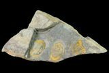 Triple Asaphellus Trilobite Plate With Pos/Neg - Morocco #138932-5